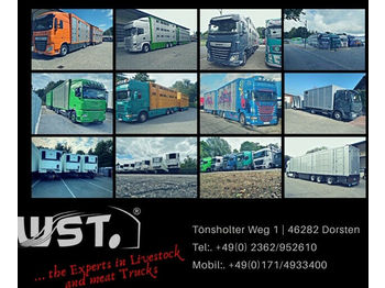 Veetransport lastbil MAN TGX 26.480 XL Menke   3 Stock Vollalu Hubdach: billede 1